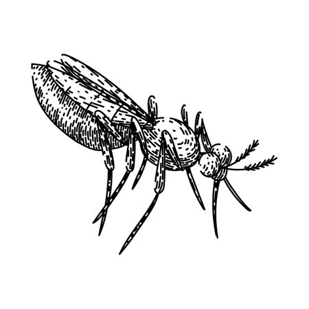 bite mosquito sketch hand drawn vectorのイラスト素材