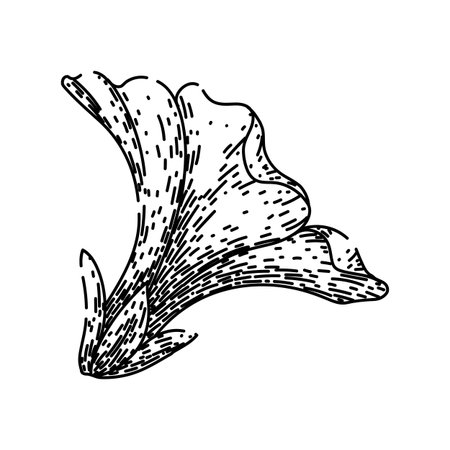 gardening petunia sketch hand drawn vectorのイラスト素材