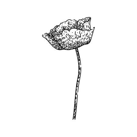 opium poppy sketch hand drawn vectorのイラスト素材