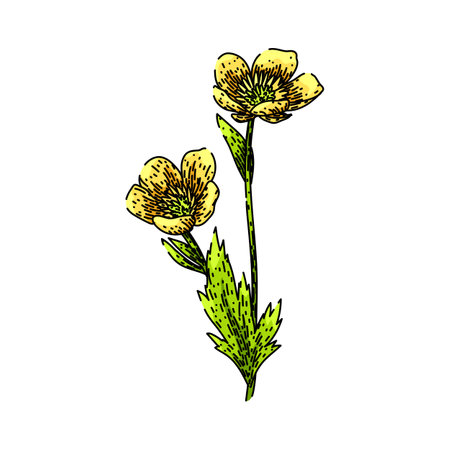 meadow buttercup sketch hand drawn vectorのイラスト素材