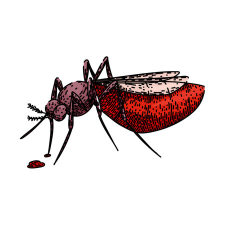 malaria mosquito sketch hand drawn vectorのイラスト素材