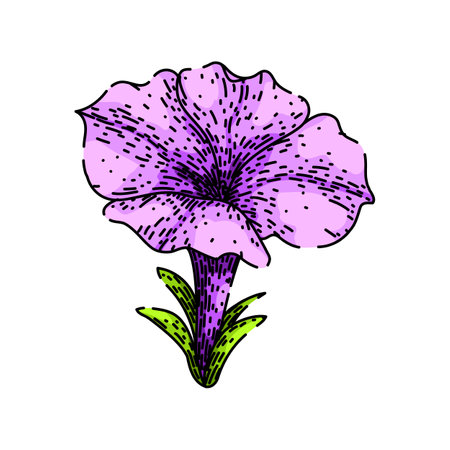flowers petunia sketch hand drawn vectorのイラスト素材