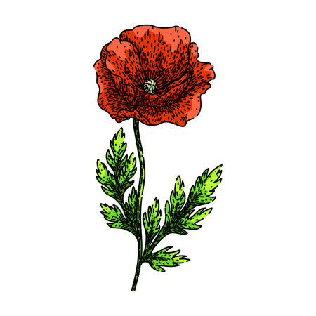 garden poppy sketch hand drawn vectorのイラスト素材