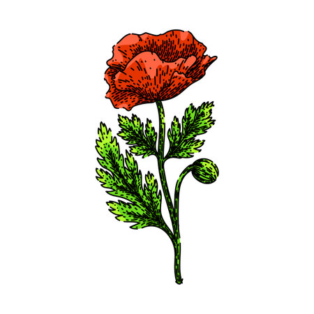 seeds poppy sketch hand drawn vectorのイラスト素材