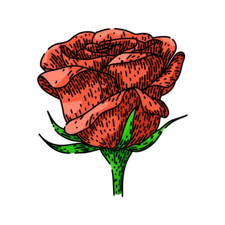 thorns rose flower sketch hand drawn vectorのイラスト素材