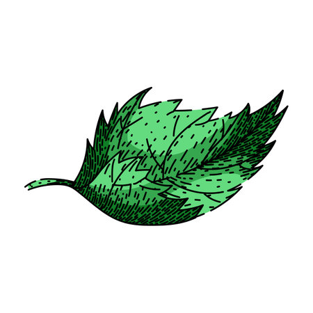 herbal nettle sketch hand drawn vectorのイラスト素材