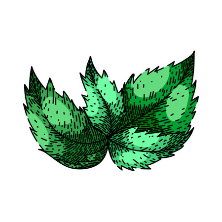 antique nettle sketch hand drawn vectorのイラスト素材