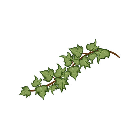 garden green ivy cartoon vector illustrationのイラスト素材