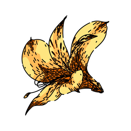 lily astroemeria sketch hand drawn vectorのイラスト素材