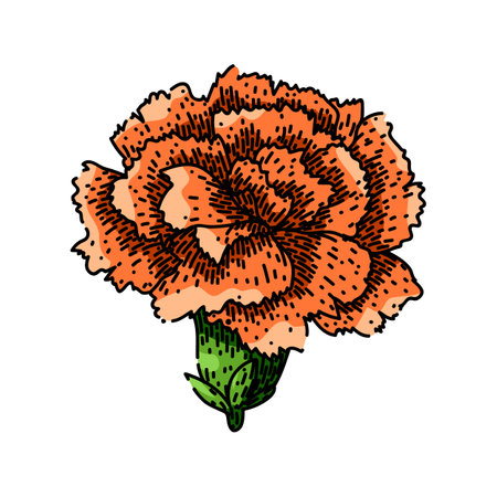 bouquet carnation sketch hand drawn vectorのイラスト素材