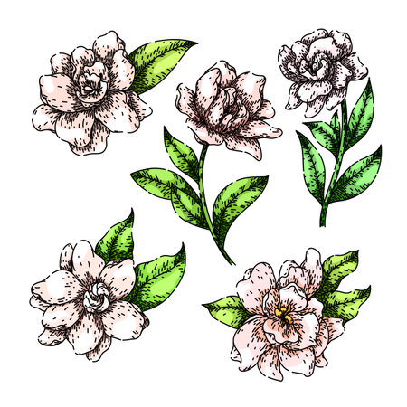 gardenia set sketch hand drawn vectorのイラスト素材
