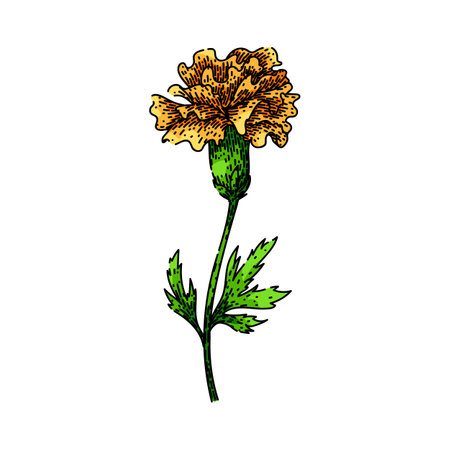 flower marigold sketch hand drawn vectorのイラスト素材