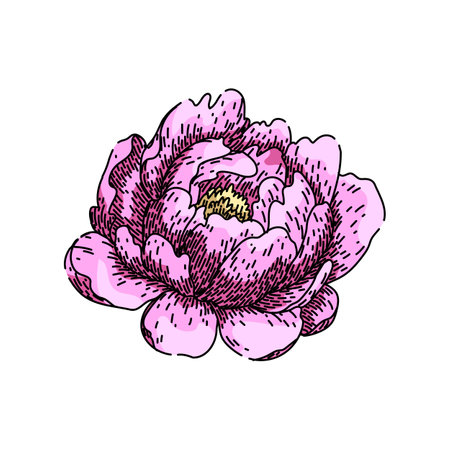 fragrance peony sketch hand drawn vectorのイラスト素材
