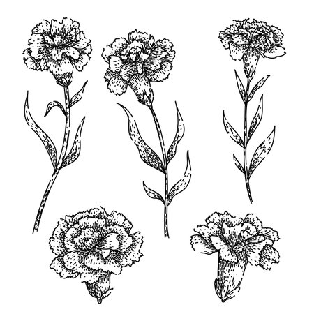 carnation set sketch hand drawn vectorのイラスト素材