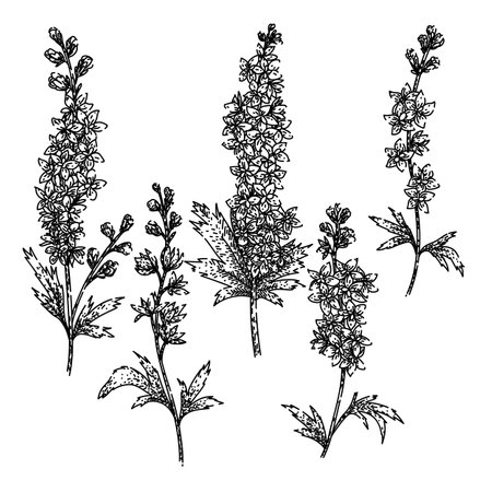 delphinium set sketch hand drawn vectorのイラスト素材