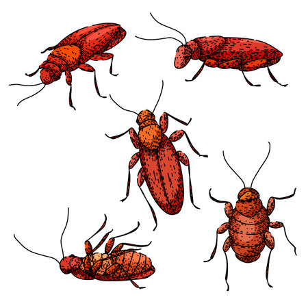 cockroach set sketch hand drawn vectorのイラスト素材