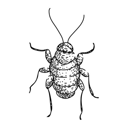 pest cockroach sketch hand drawn vectorのイラスト素材