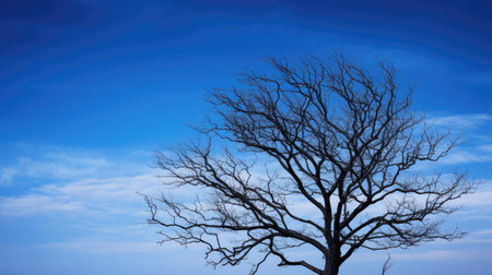 contrast tree tops and blue skyの素材