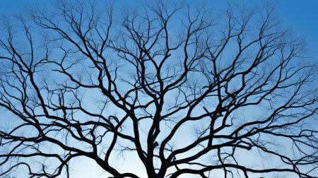 branches bare tree silhouetteの素材