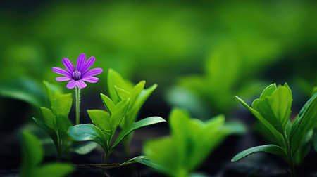 solitary purple green flowersの素材