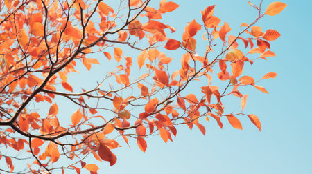 tree autumn leaves outlineの素材