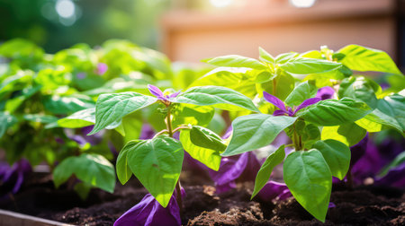 flowers sweet potato plantの素材