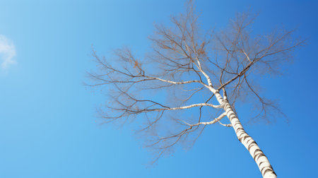 sky white birch backgroundの素材