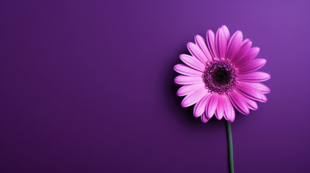 solid simple purple backgroundの素材