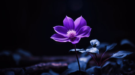 solitary purple dark backgroundの素材