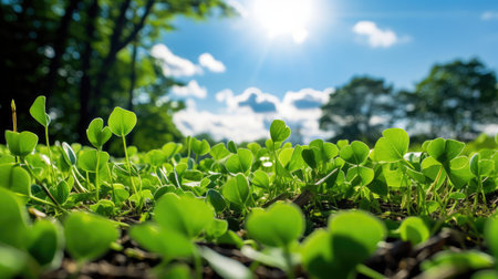 field clover leavesの素材