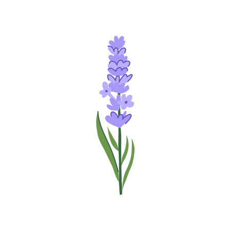 essential lavender cartoon vector illustrationのイラスト素材