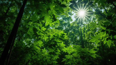 nature star sunの素材