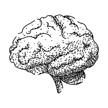neurons brain sketch hand drawn vectorのイラスト素材