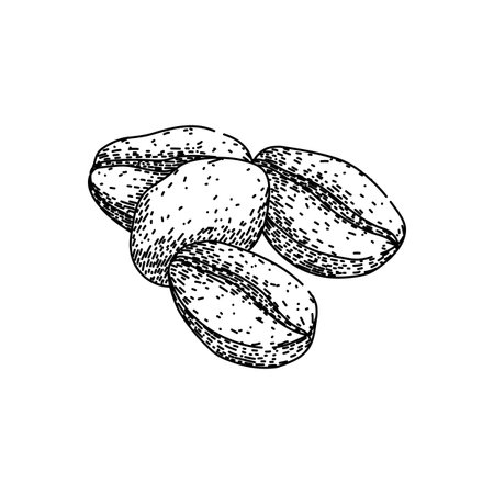 robusta cofeee bean sketch hand drawn vectorのイラスト素材