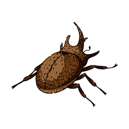 Rhinoceros beetle illustration featuring a detailed horned insect with brown hues and black line art, presented as a stylized graphic element on a clean white backgroundのイラスト素材