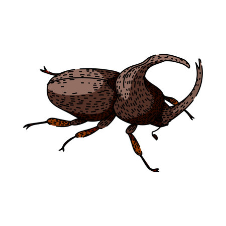 Rhinoceros beetle illustration featuring a horned insect, showcasing robust body and legs on a white background, representing strength and nature conceptsのイラスト素材