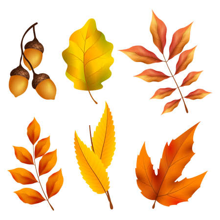 realistic autumn elements collection vector design illustrationのイラスト素材