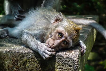 Baby Macaque Monkey Forest in Ubud at theの写真素材