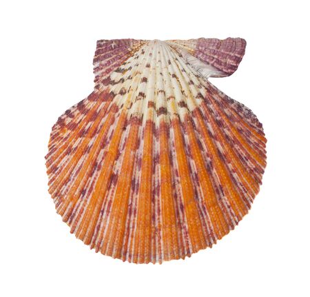 Shells with bright colors on the white background