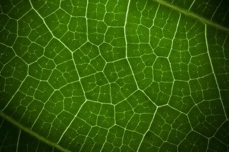 detail of the macro green leaf