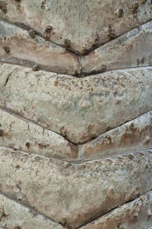 skin detail of the palm tree bark