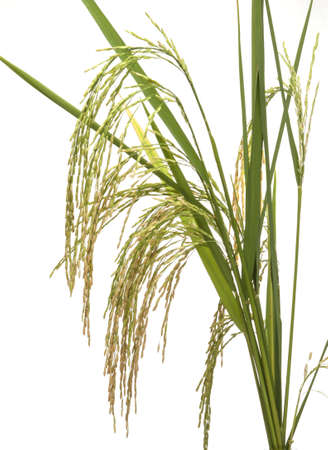 Panicle rice on white back groundの写真素材