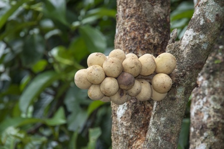 wollongong Thailand tropical fruit of the southの写真素材