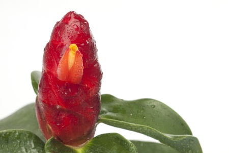 Crape Ginger on white backgroundの写真素材