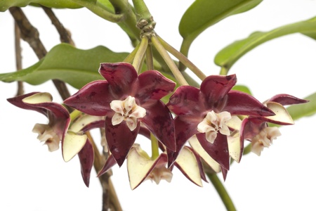 inflorescence of red hoya on white backgroundの写真素材
