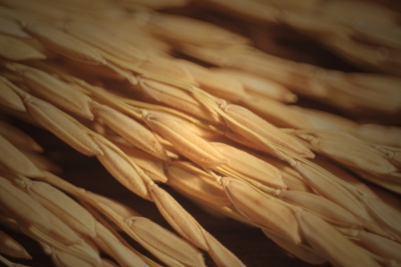 Paddy in selective the depth of fieldの写真素材