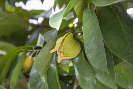 Custard Apple flower on the treeの写真素材