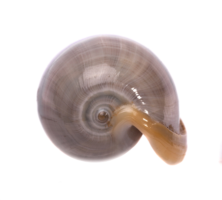 Shells  on the white background