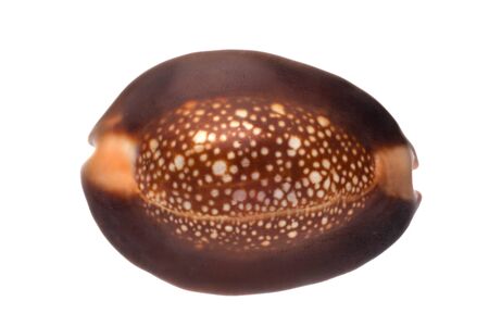 Shell on the white backgroundの写真素材