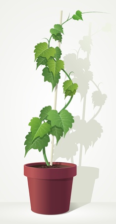 grape in the pot  Detailed illustration のイラスト素材